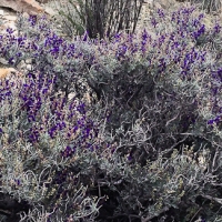 Fleurs et végétation dans le désert des Mojaves.
